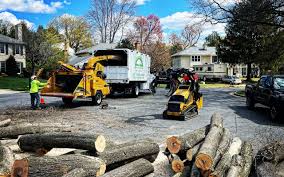 How Our Tree Care Process Works  in  Warrensburg, MO